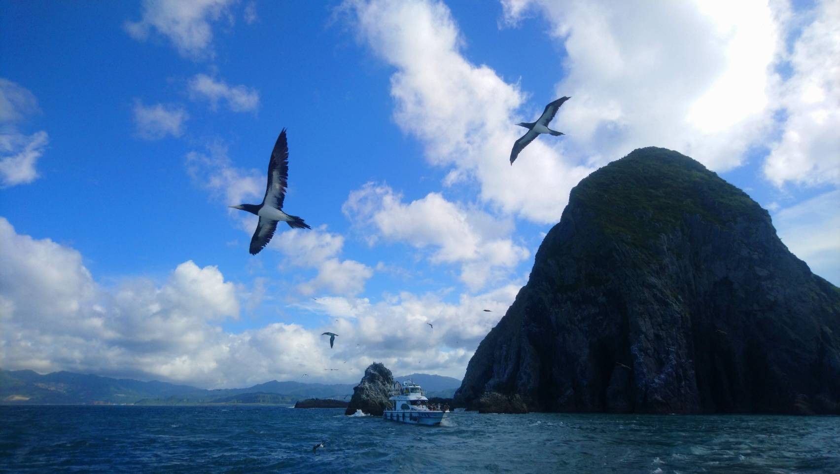 白腹鰹鳥翱翔在島嶼與天際間。