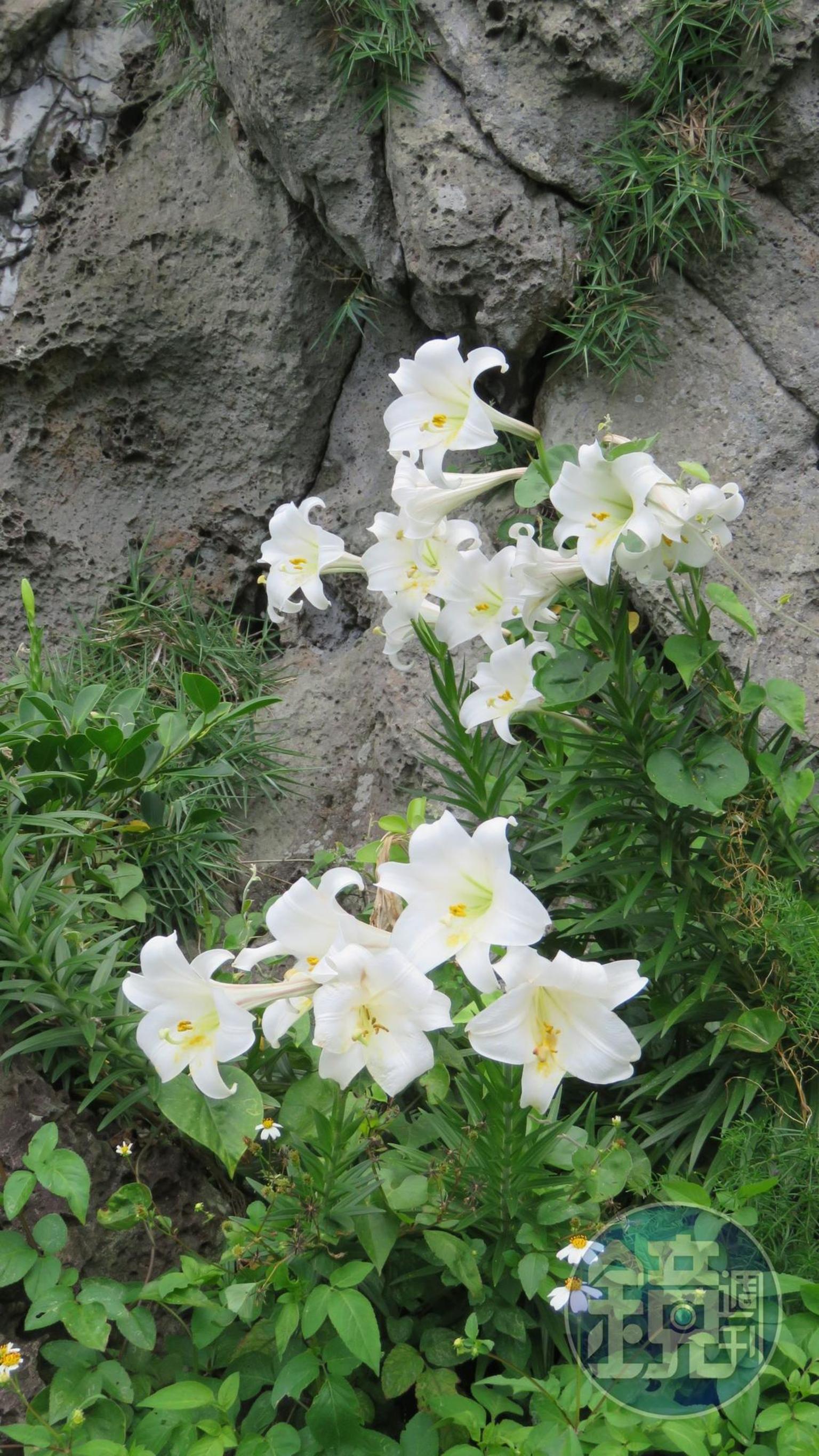 春天野百合開滿山壁。