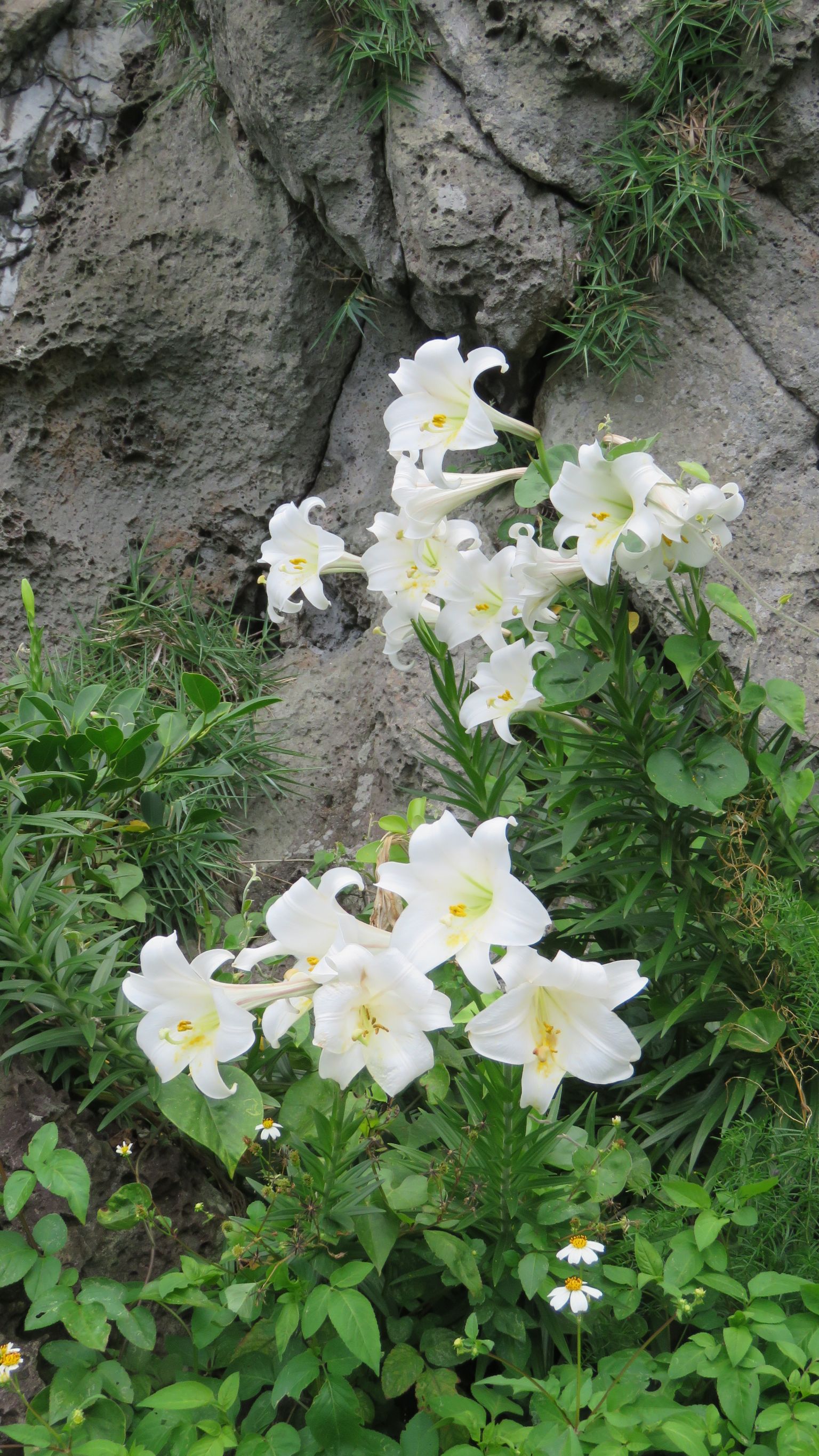 春天野百合開滿山壁。