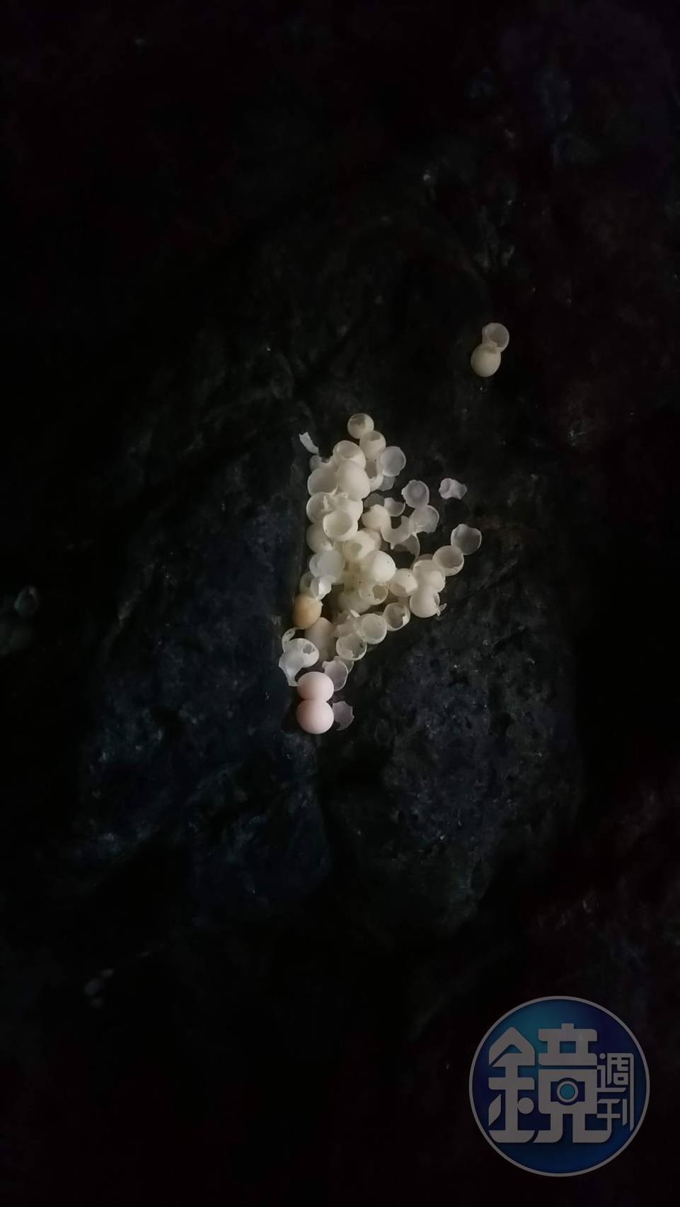 鉛山壁虎產卵遺跡。