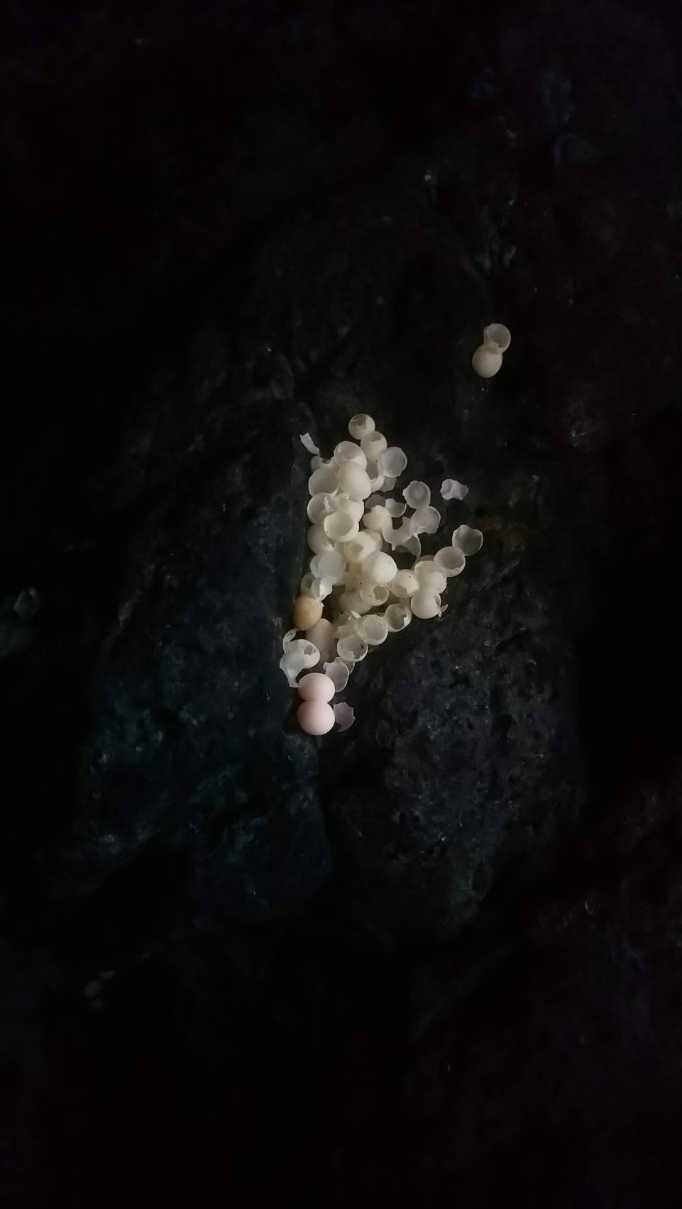 鉛山壁虎產卵遺跡。
