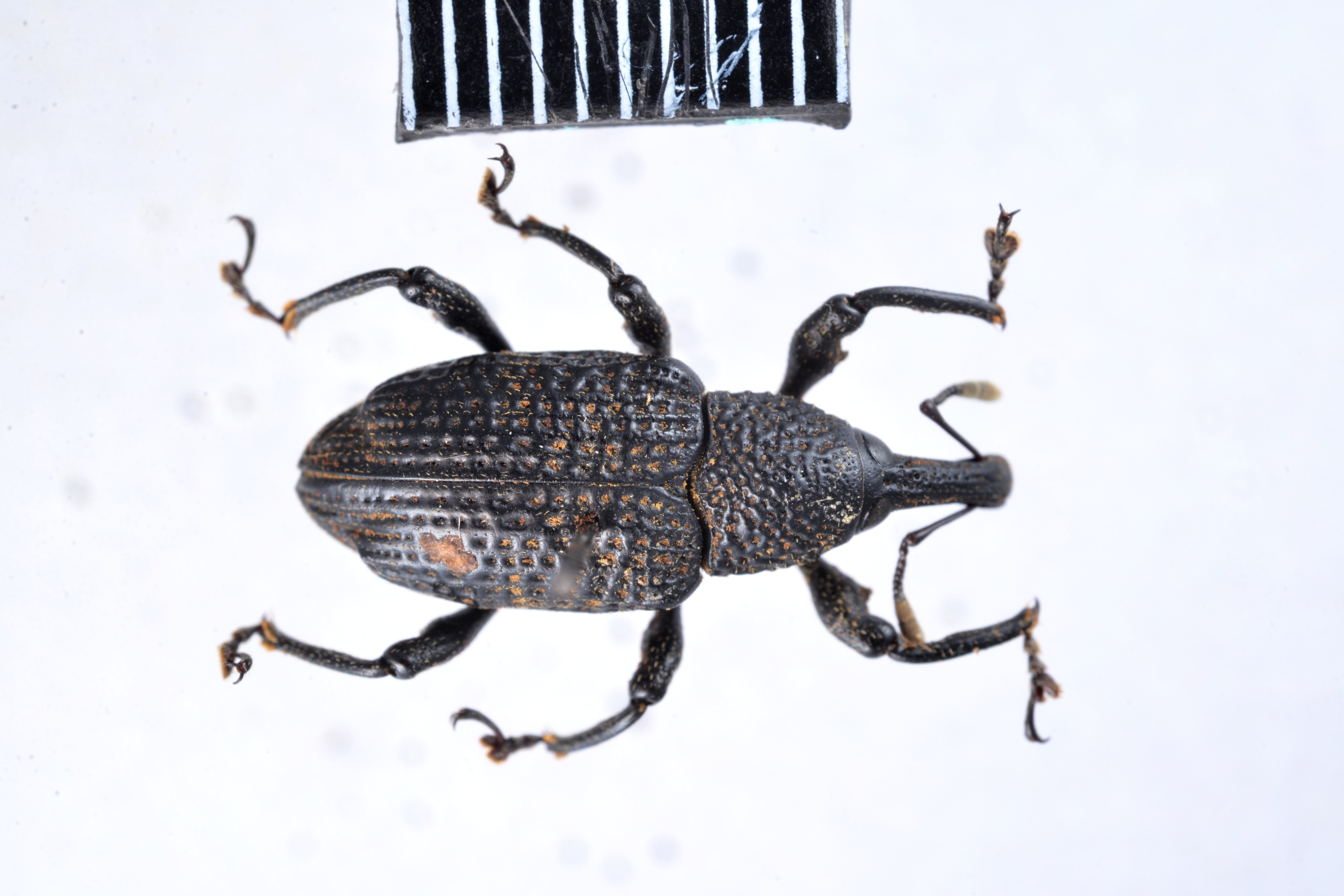 採集自台灣的二節象（Aclees sp.）