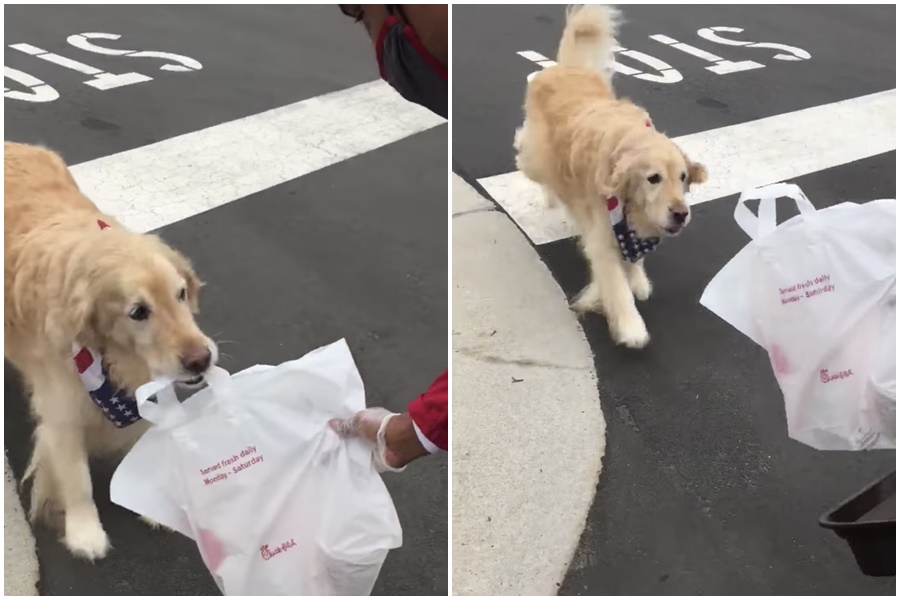 狗狗艾莉幫主人「跑腿」取餐的模樣萌翻天，融化大票網友。（翻攝自Chick-fil-A Carraway Village臉書）