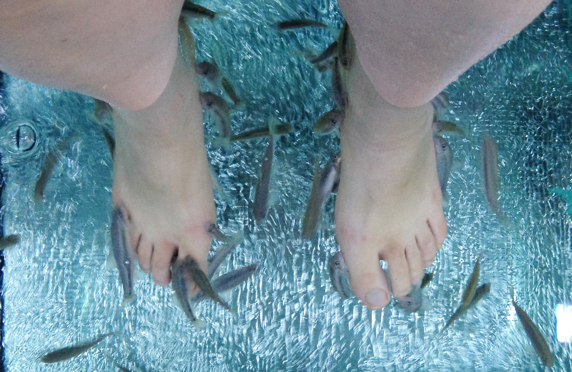 中國大陸一名女子到泰國體驗魚療，竟「尿失禁」毒死整池小魚。（示意圖，photo-AC）