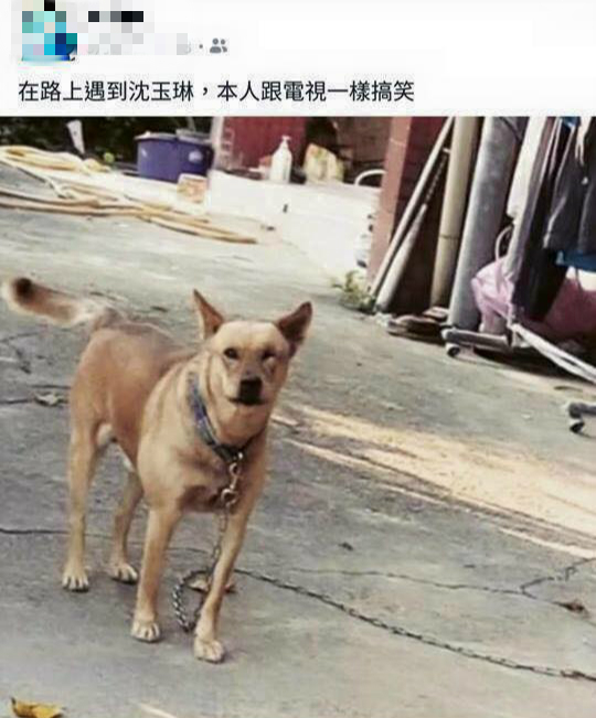 一名網友路上碰到一隻毛小孩，表示：「在路上遇到沈玉琳，本人跟電視一樣搞笑。」（翻攝自萌犬食堂寵物美容住宿臉書）