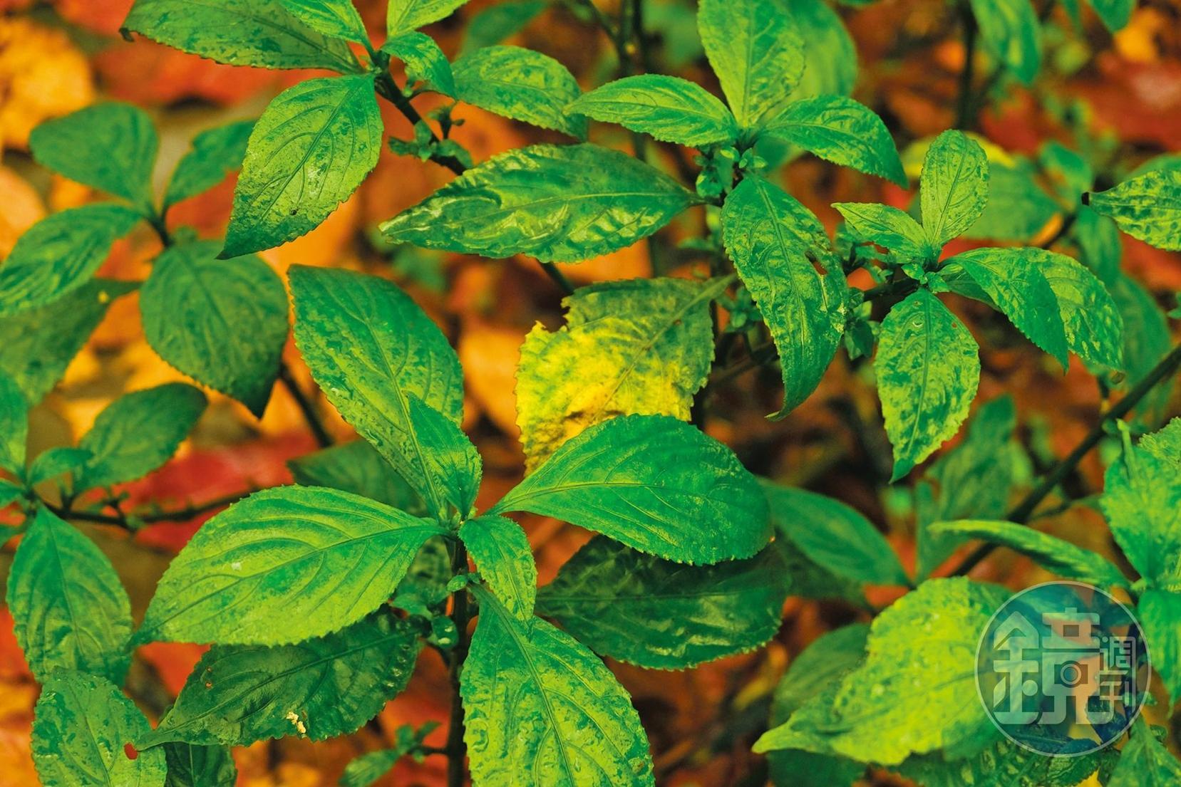 校園種植一些做為藍染染劑原料的大菁。
