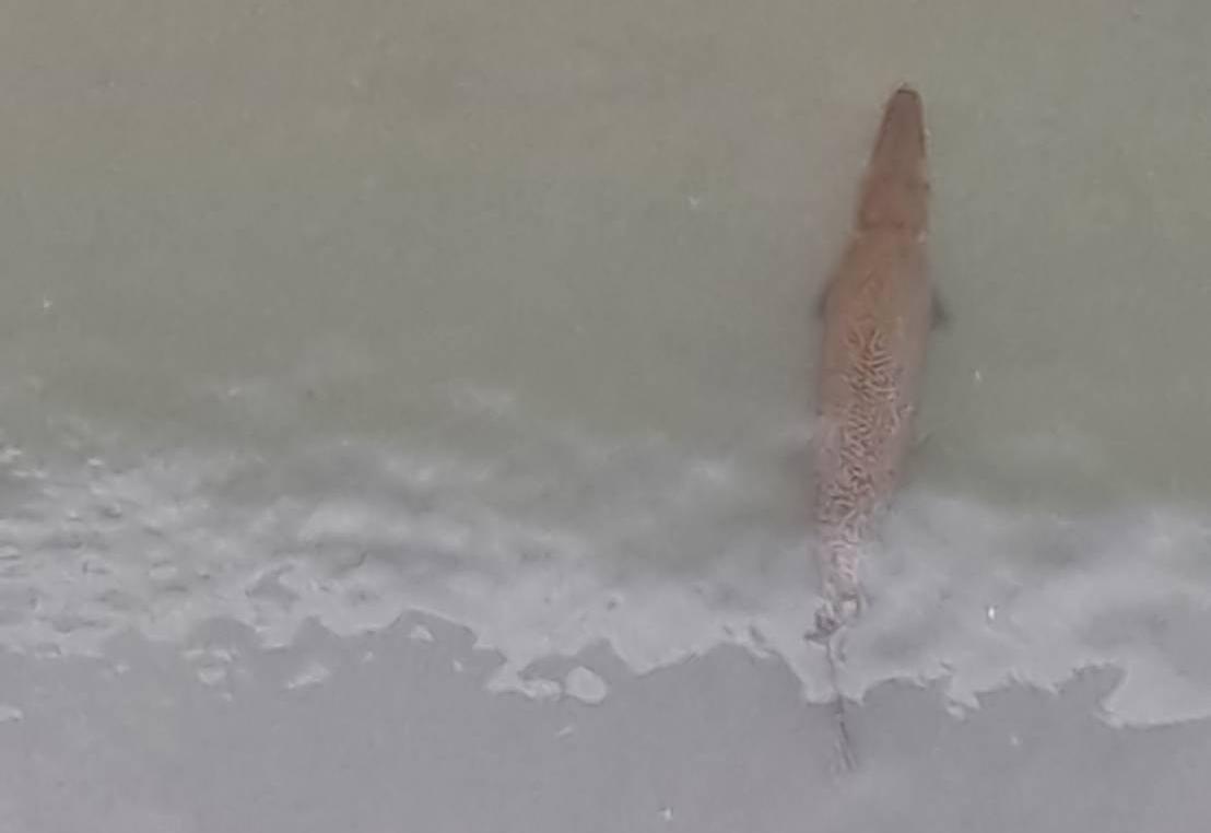 花蓮美崙溪出現怪魚,原來是外來種「鱷魚火箭」的雀鱔屬魚類。(翻攝自花蓮同鄉會臉書)