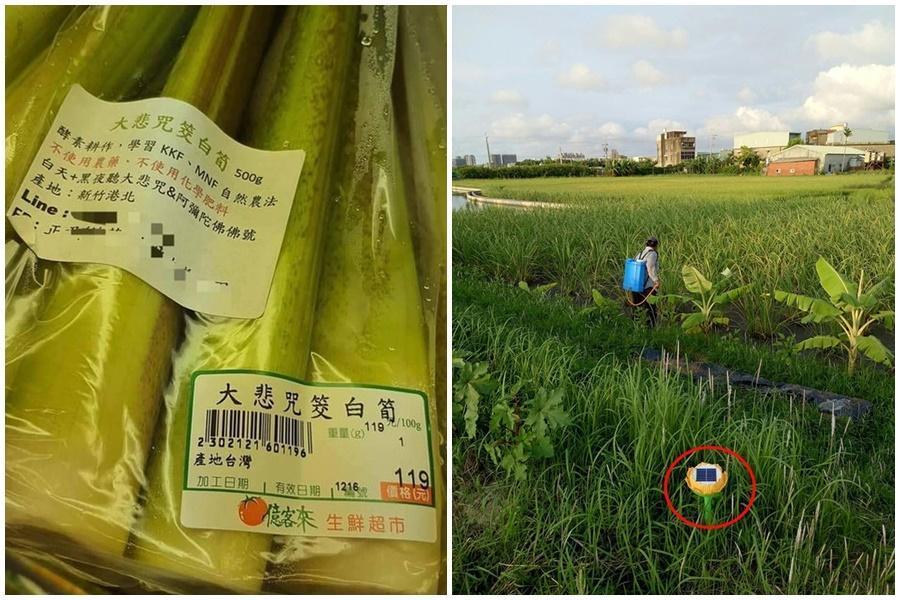 「大悲咒筊白筍」一夕爆紅，業者曝光種植小故事藏滿洋蔥。（翻攝自批踢踢、行政院農業改良場網站）