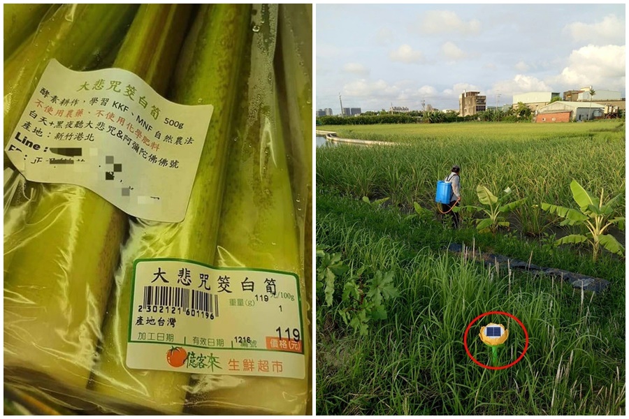 「大悲咒筊白筍」一夕爆紅，業者曝光種植小故事藏滿洋蔥。（翻攝自批踢踢、行政院農業改良場網站）