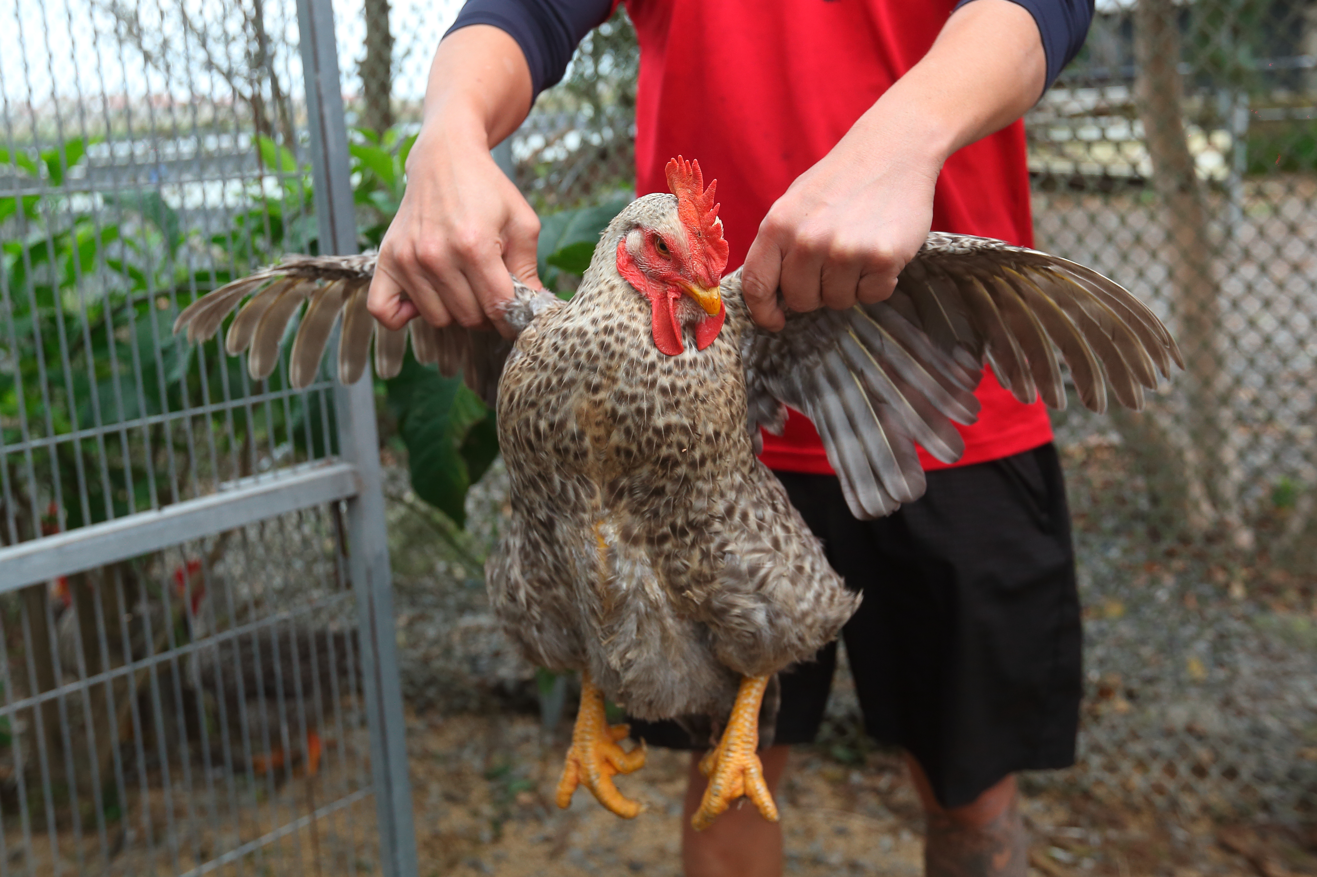 高雄市消防局日前接獲一起「抓雞」案件，卻因消防員未將雞帶走遭投訴。雞隻示意圖，圖非當事雞。（本刊資料照）