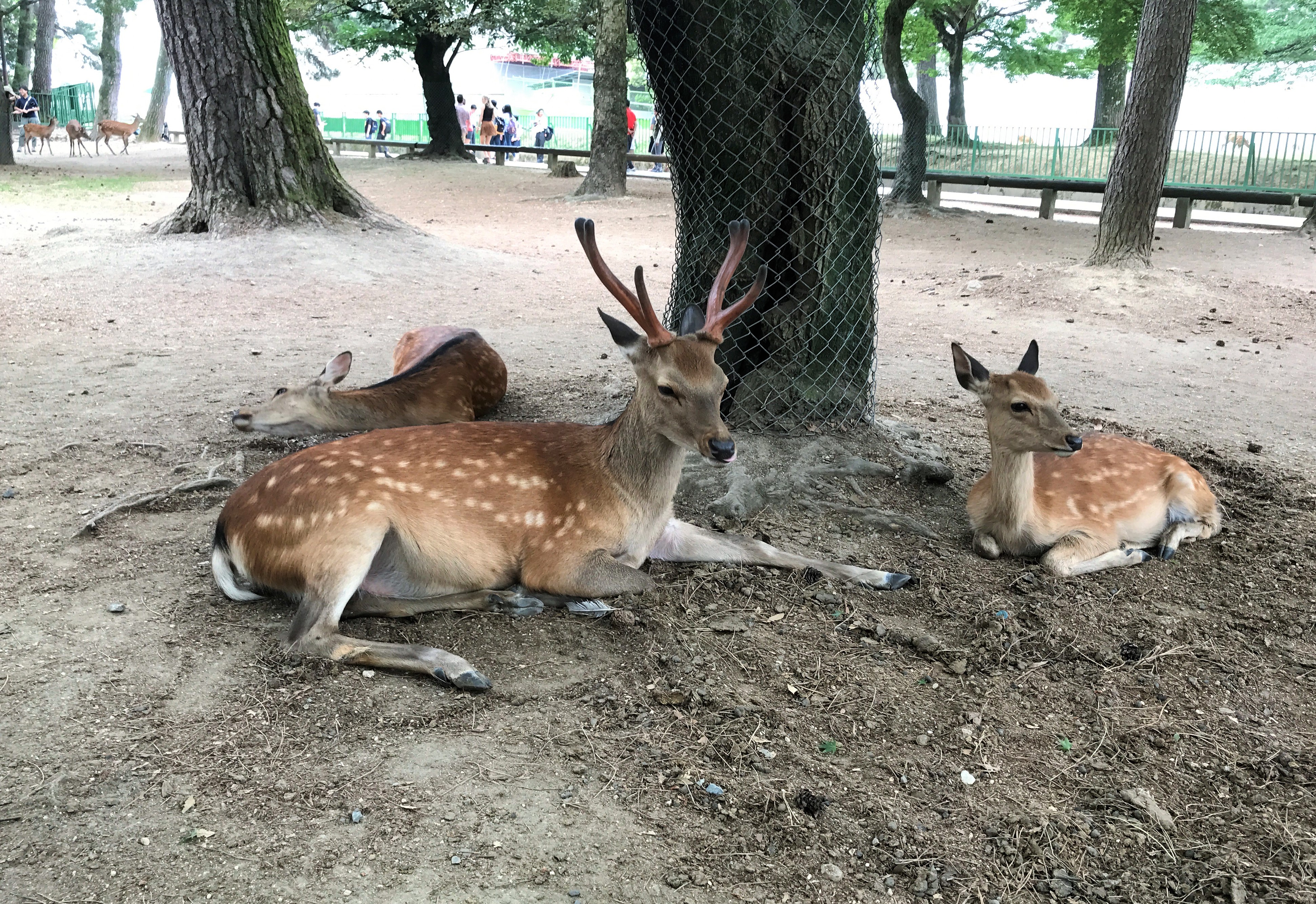 奈良公園的鹿群長期沒有人來餵鹿仙貝，漸漸改變了飲食習慣，回歸野性。