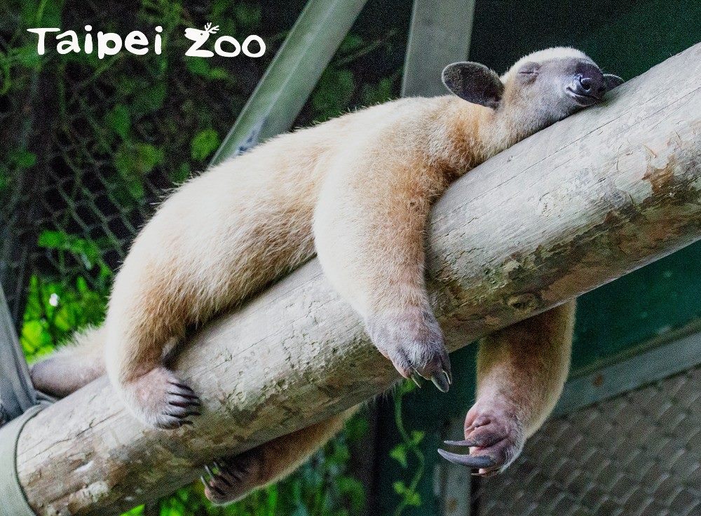 動物園發言人曹先紹證實，失蹤3個月的食蟻獸「小紅」於昨日被登山客發現，成功尋回並安置檢疫。小食蟻獸示意圖，圖非失蹤個體。（翻攝自台北市立動物園官網）