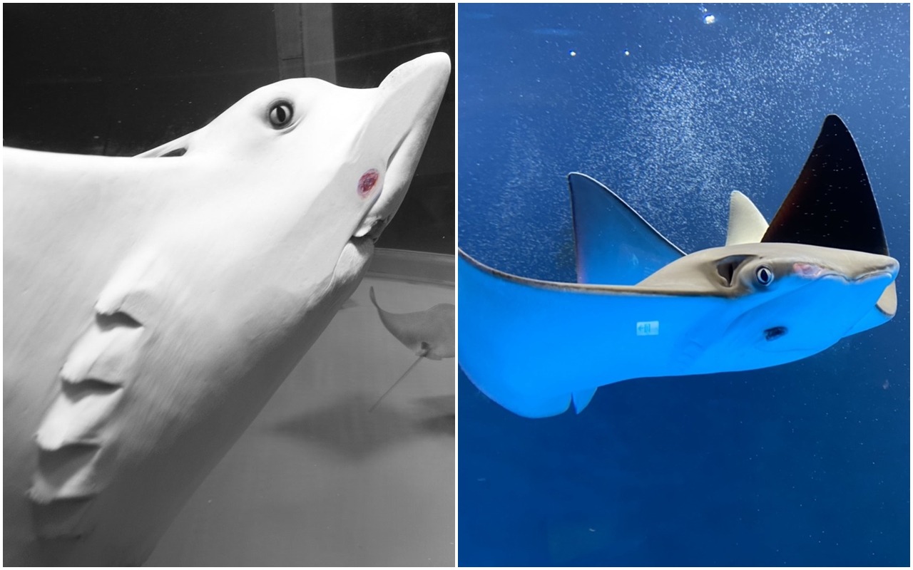 有不少民眾參觀Xpark後，發現館內魟魚疑似自殘撞玻璃導致嘴巴有傷。（翻攝自台灣動物平權促進會臉書／讀者提供）