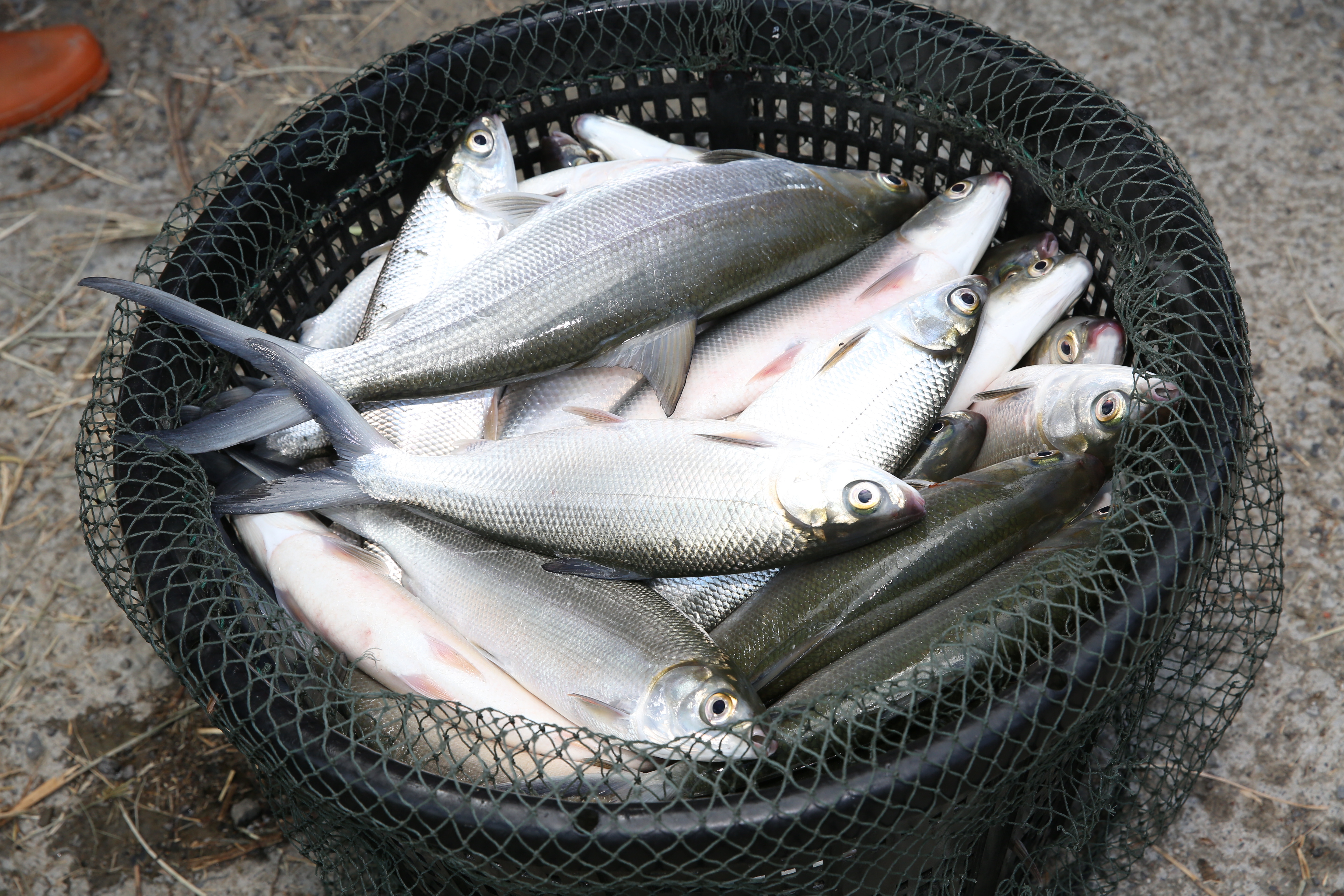 台灣每年約有500萬噸的農業剩餘資源，有很多正朝著循環利用的方向前進，如魚鱗可製成高價值的膠原蛋白。（本刊資料照）
