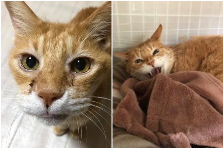 日本不見天日的衣櫥貓「彥爺」經過救援終於獲得新生活。（翻攝自Nekoken Blog）