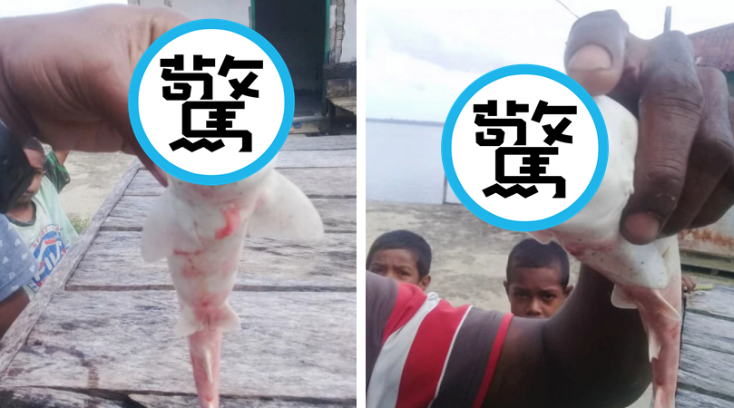 漁民捕捉到的神奇生物。（翻攝自ViralPress）