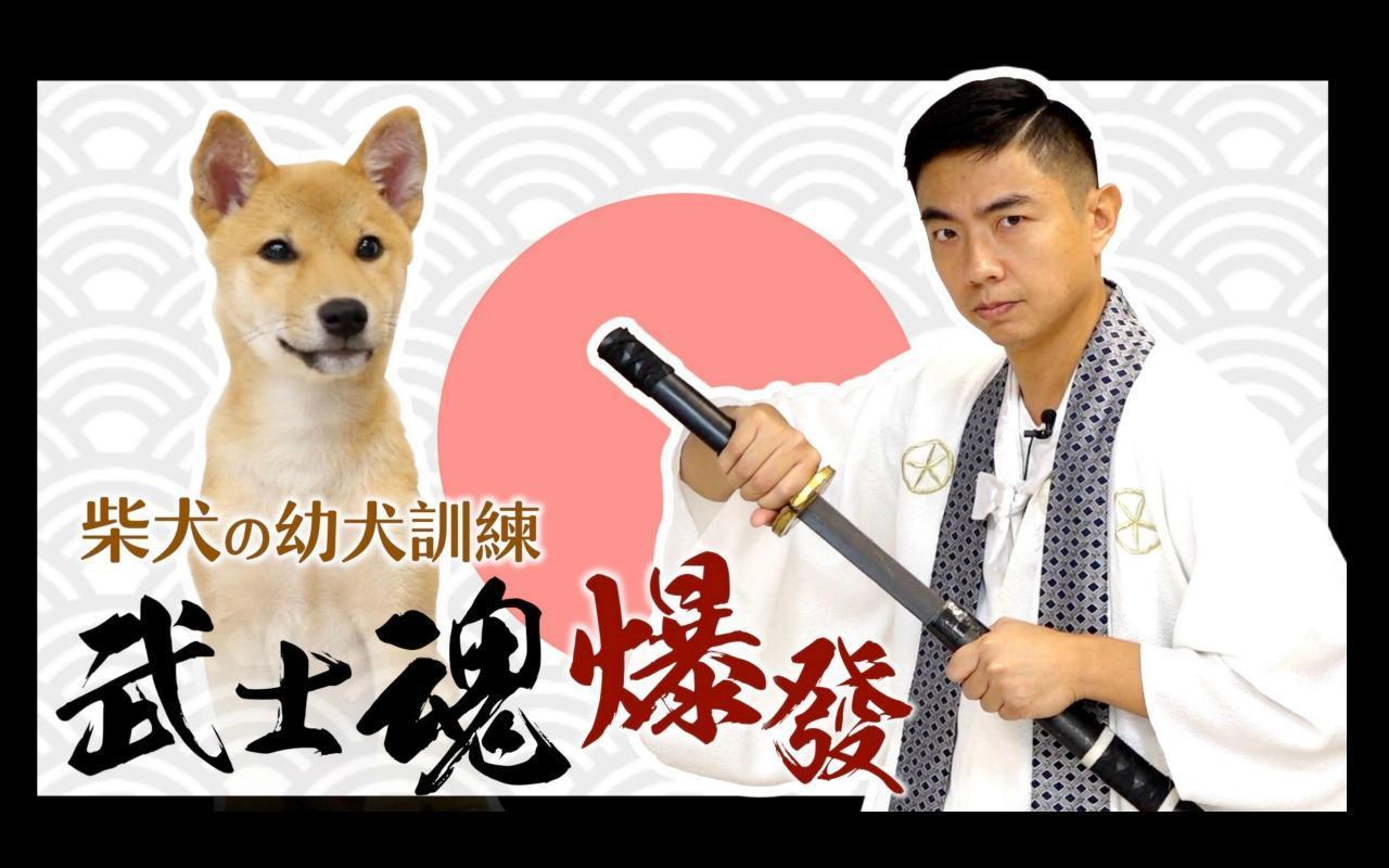 源於日本的柴犬血液裡擁有武士魂,對於想養柴犬的新手主人,是一大挑戰。熊爸用影片教導如何訓練傲嬌柴柴。