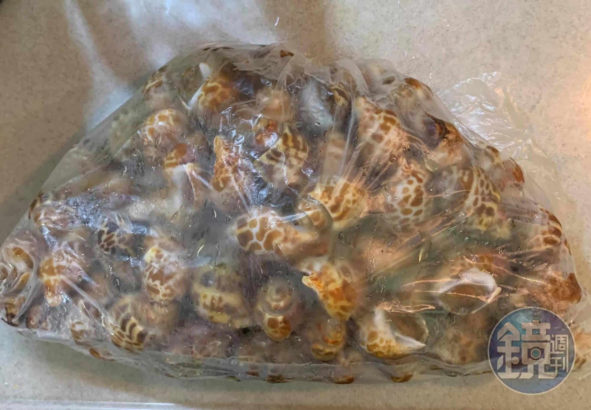 今天準備了3斤澎湖鳳螺。