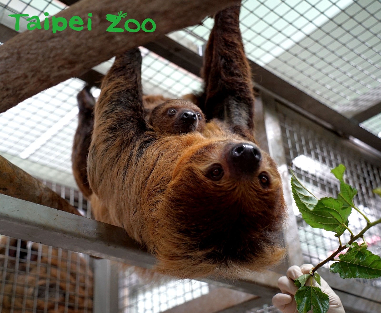 台北市立動物園今年的「國際樹懶日」有了新成員一起慶祝。（翻攝自台北市立動物園臉書）