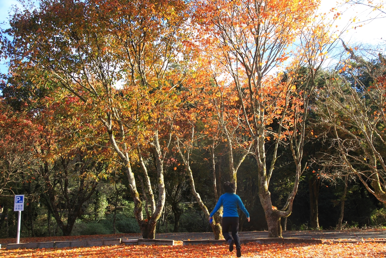 秋季即將到來，愛爬山的人可規劃一趟賞楓之旅。