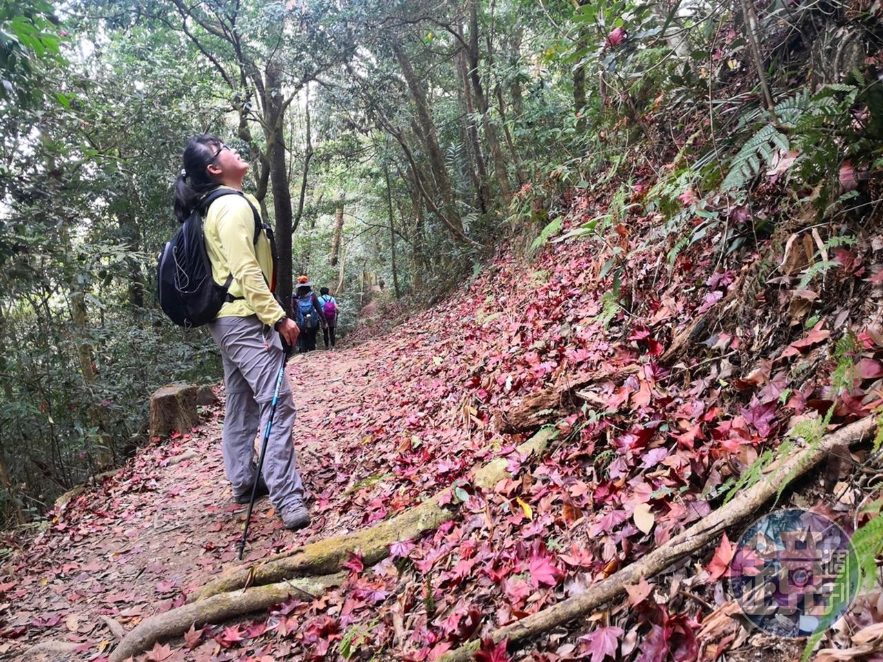 馬那邦山步道原始,落下的紅葉,是秋天賞楓的重點。