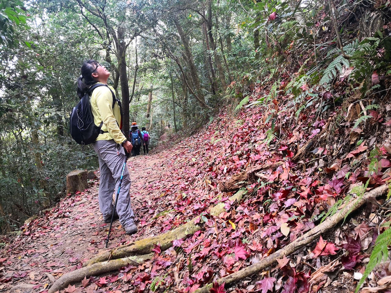 馬那邦山步道原始,落下的紅葉,是秋天賞楓的重點。