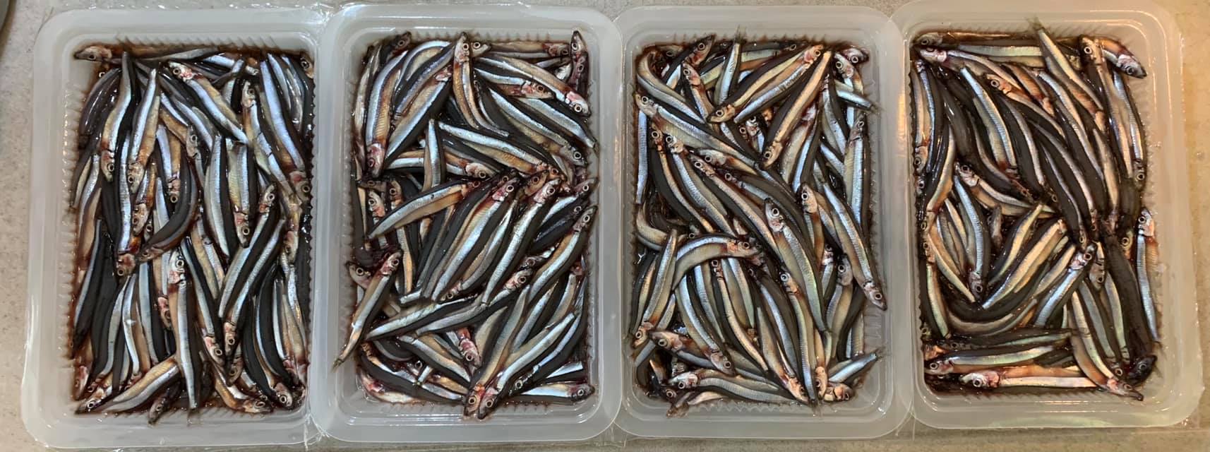 多漂亮的丁香魚啊！
