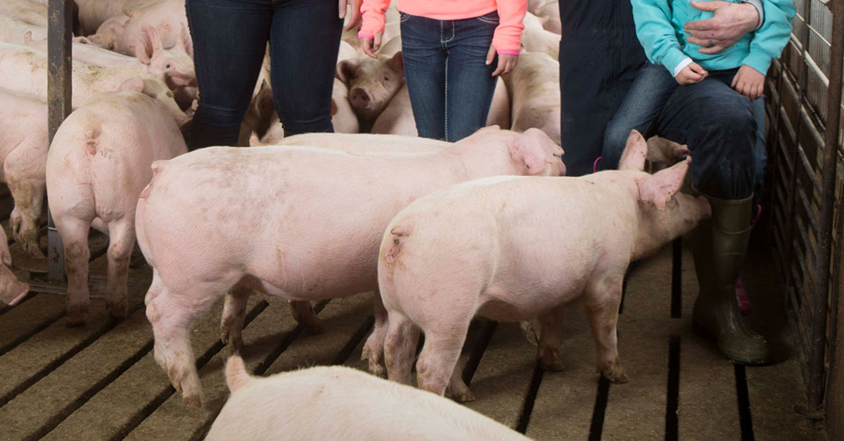 美國養豬場採高科技的大規模經營,非常先進。