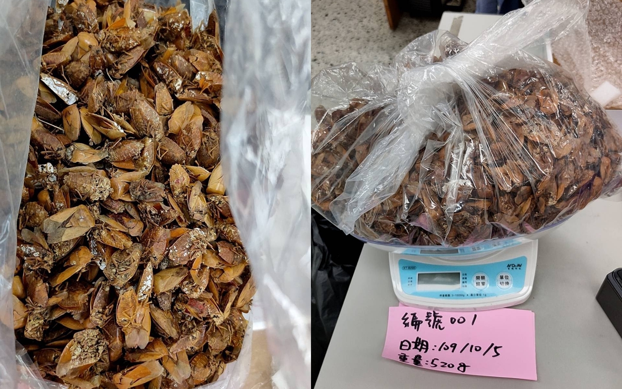 彰化縣政府農業處以每公斤1,000元的價格收購荔枝椿象成蟲。（翻攝自彰化縣政府農業處臉書）