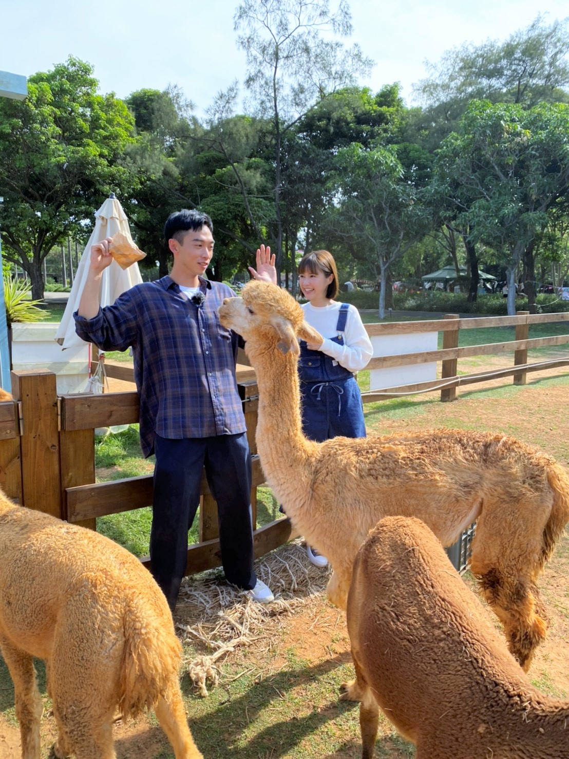 李佳穎(右)、王可元(左)為東森綜合《我們練愛吧》錄影時被羊駝群團團圍住。(迪克斯娛樂)