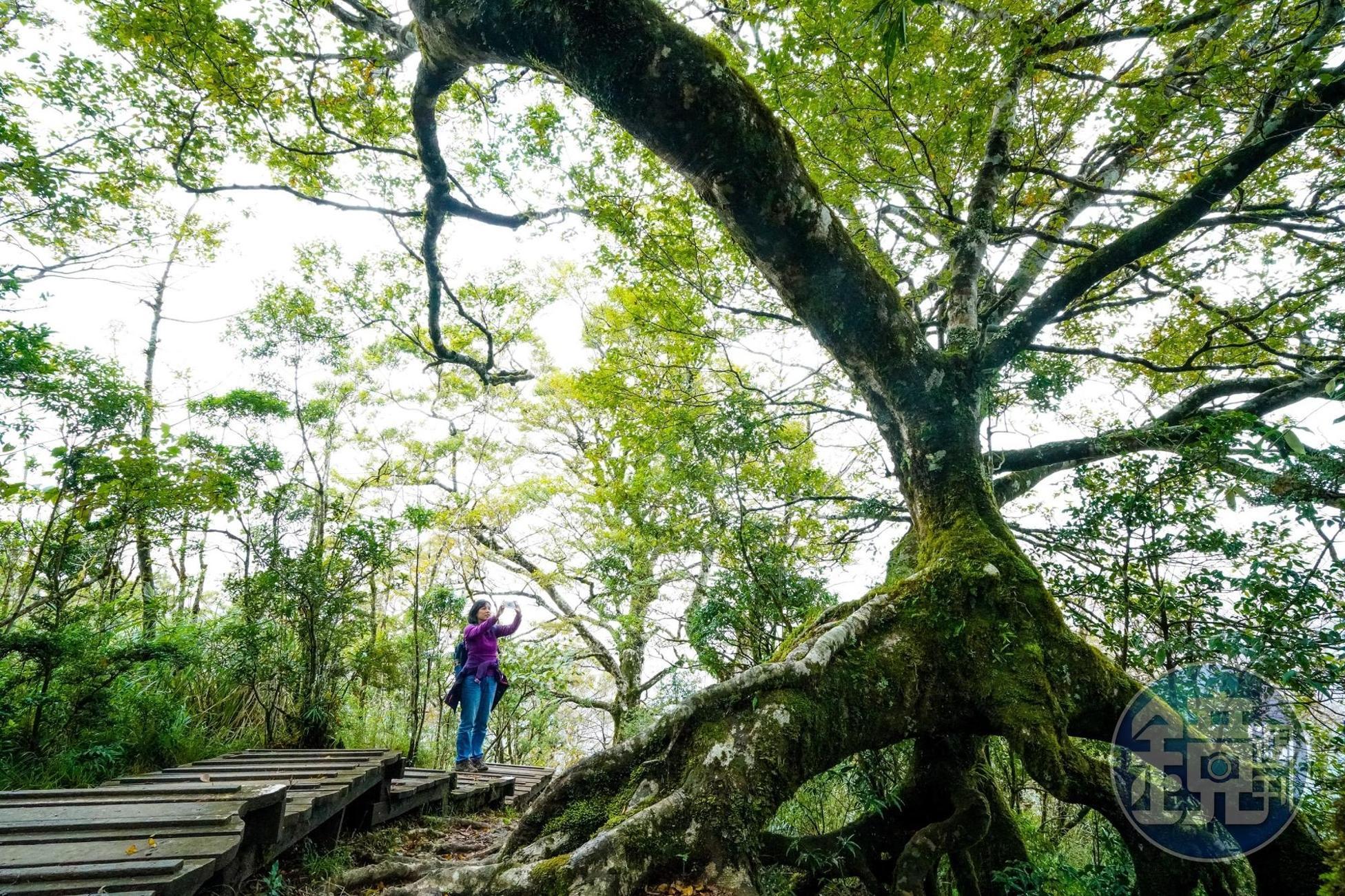 太平山擁有全台面積最大的山毛櫸純林。