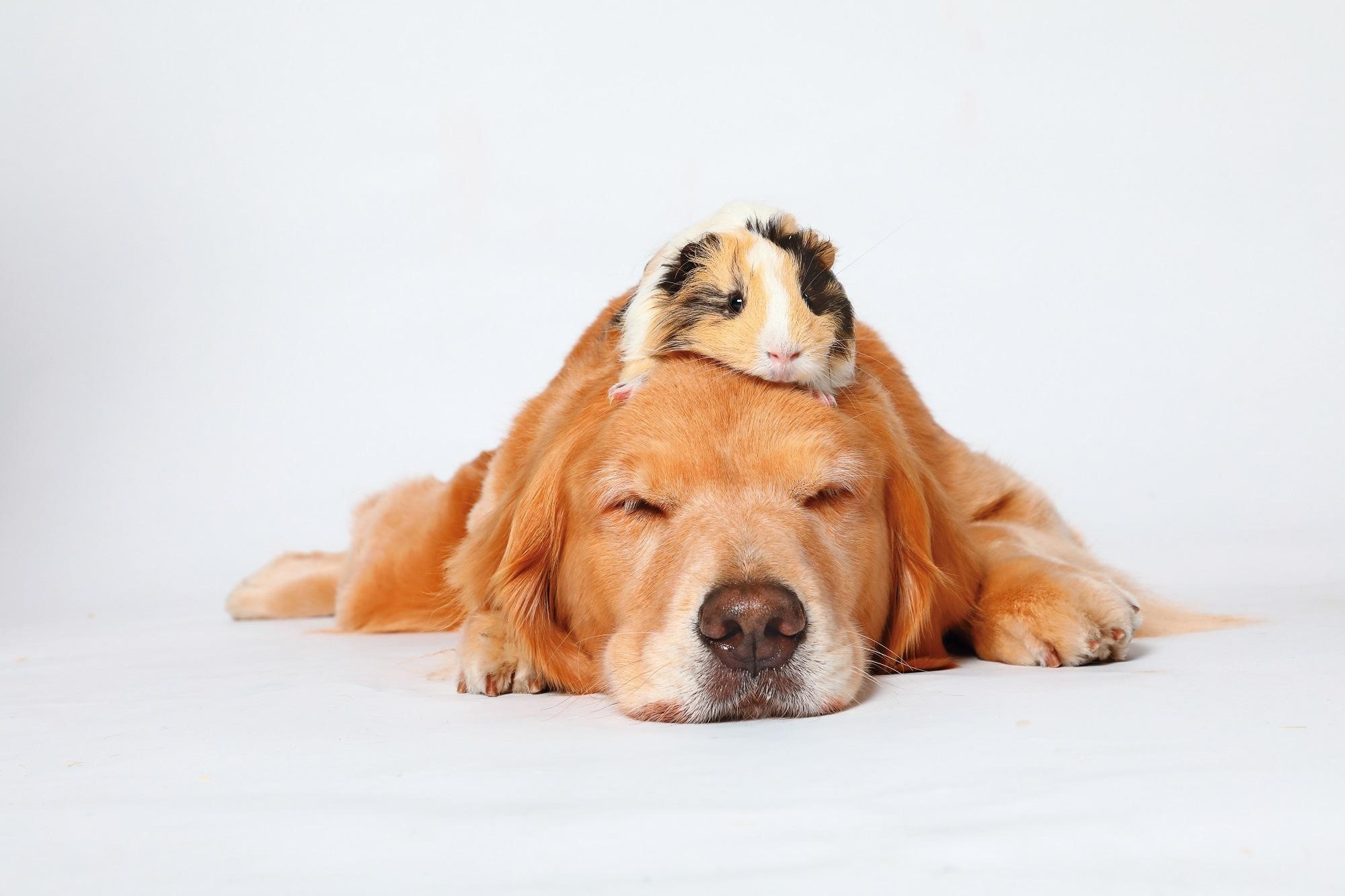 《黑喵知情》中黃金獵犬「小小」費時6個月訓練，與天竺鼠「阿喵」是室友，戲份吃重。（酷斯本提供）