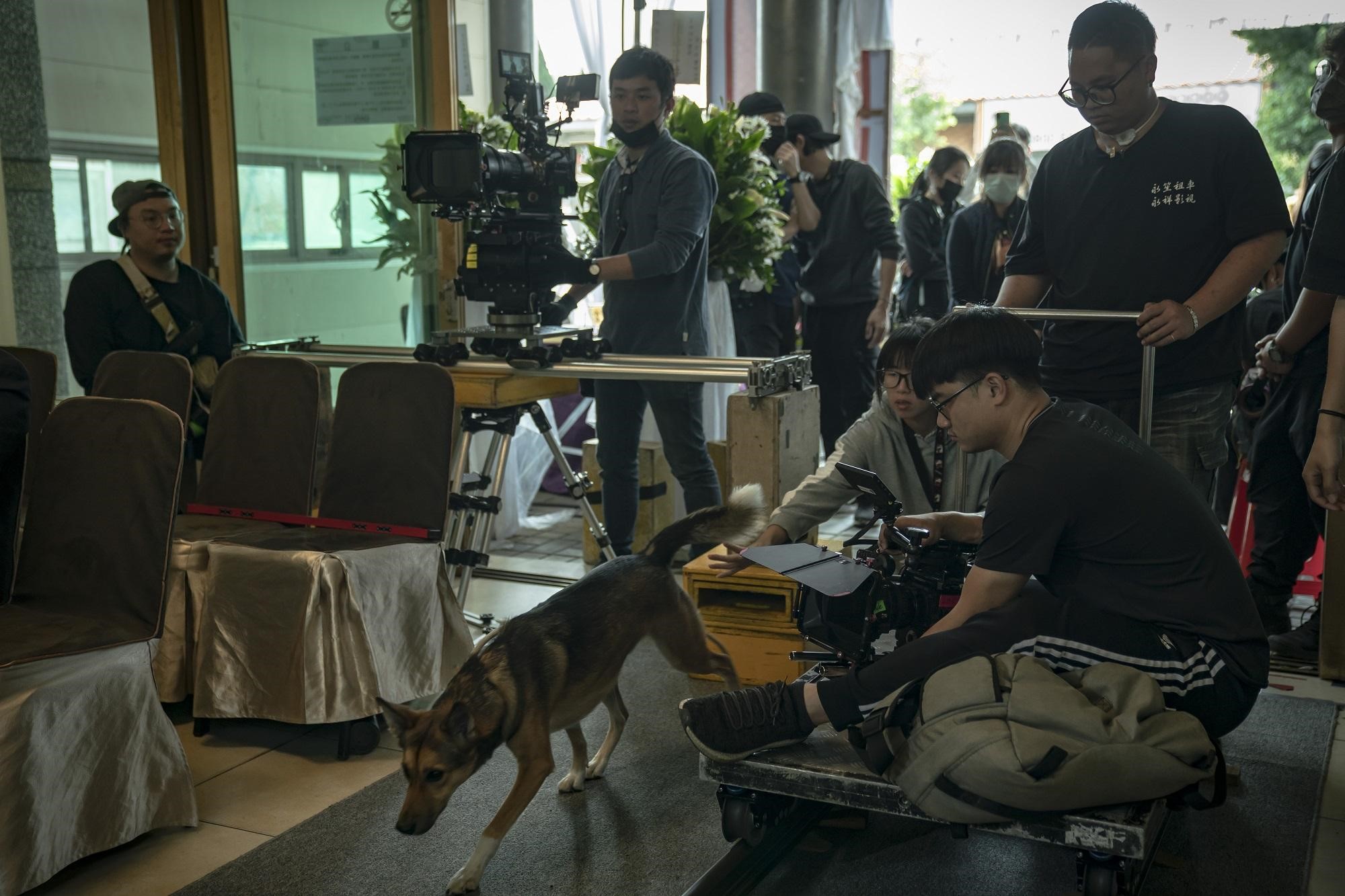 偶像劇《黑喵知情》動物戲占4成,毛小孩演技也引起觀眾討論。(酷斯本提供)