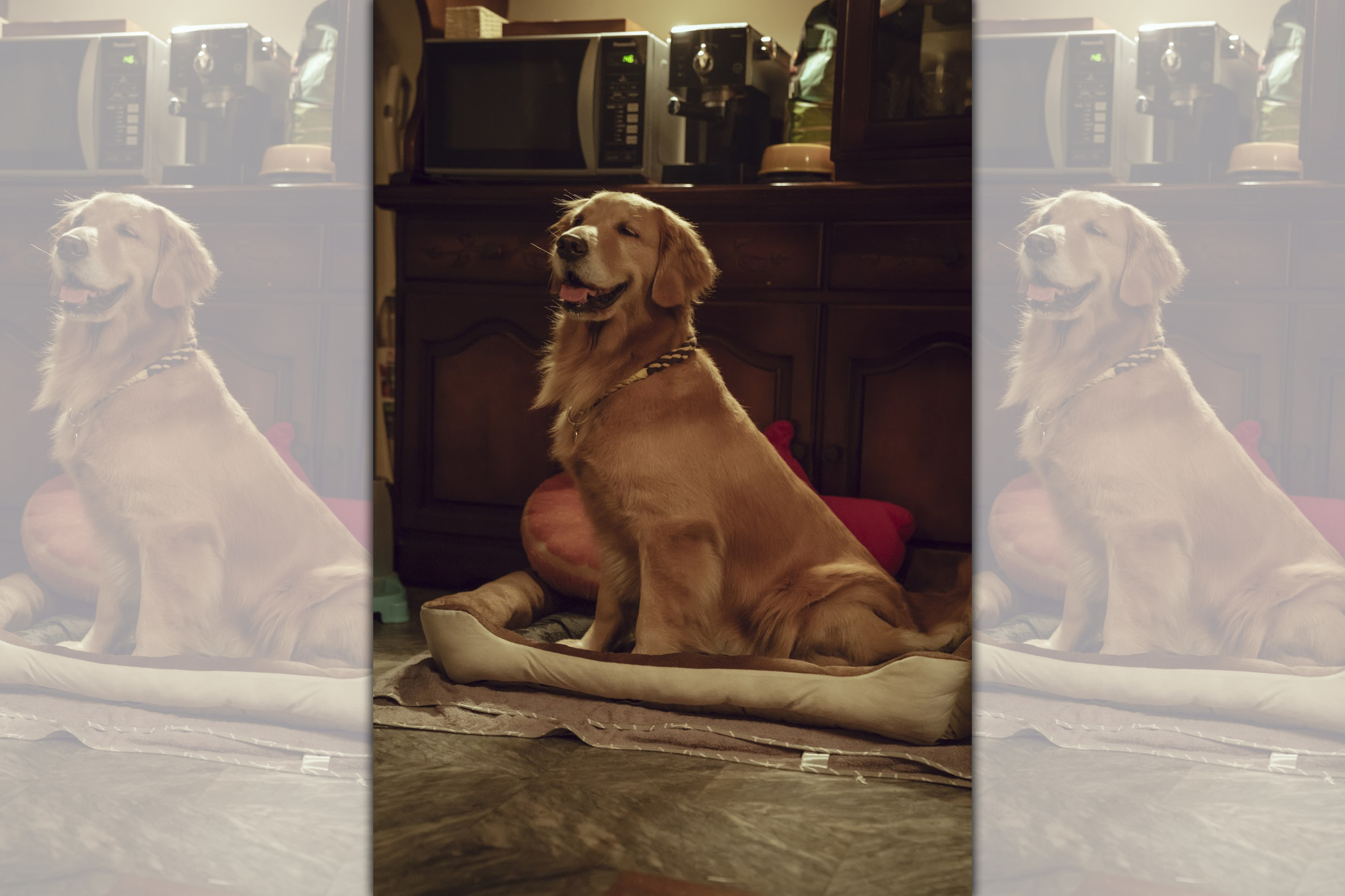 《黑喵知情》中主演「小小」的黃金獵犬Orion，個性溫和好相處。（酷斯本提供）