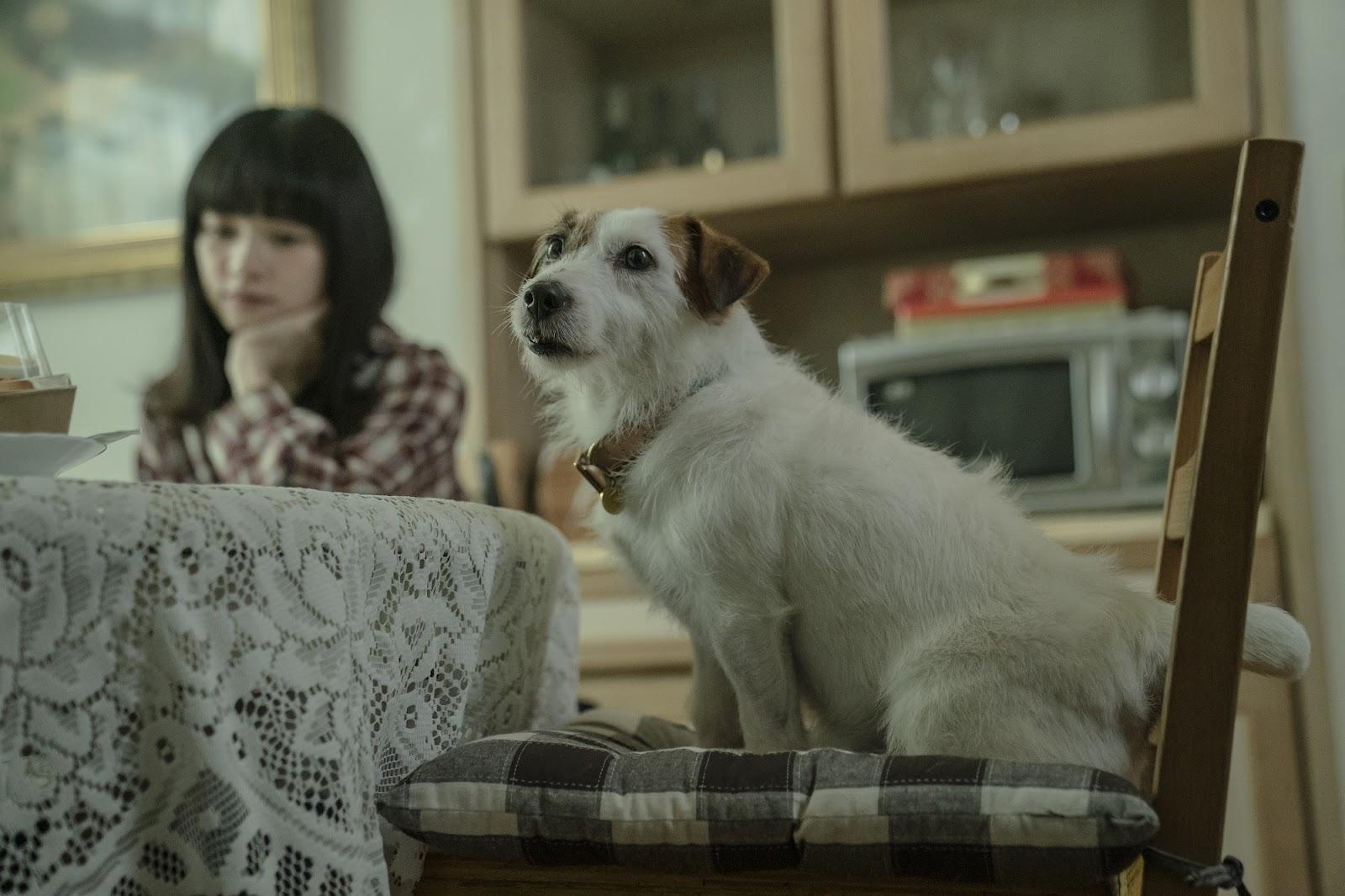 傑克羅素梗犬「吉米」是業界知名的動物明星,廣告片中經常出現牠身影。(酷斯本提供)