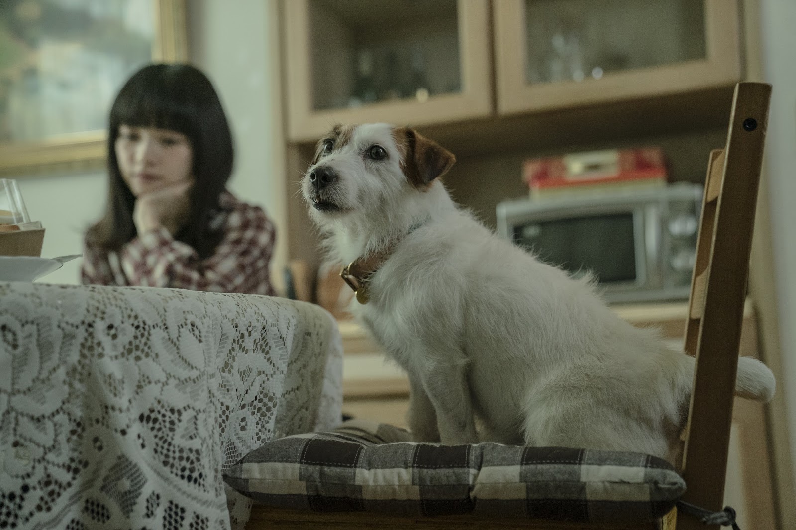傑克羅素梗犬「吉米」是業界知名的動物明星，廣告片中經常出現牠身影。（酷斯本提供）