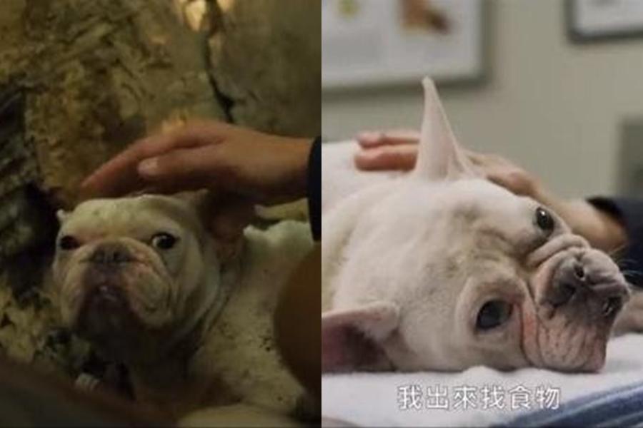 《黑喵知情》劇中被救援的法國鬥牛犬,演技吸引觀眾目光,不久前被劇組攝影師收養。(翻攝自LINE TV)