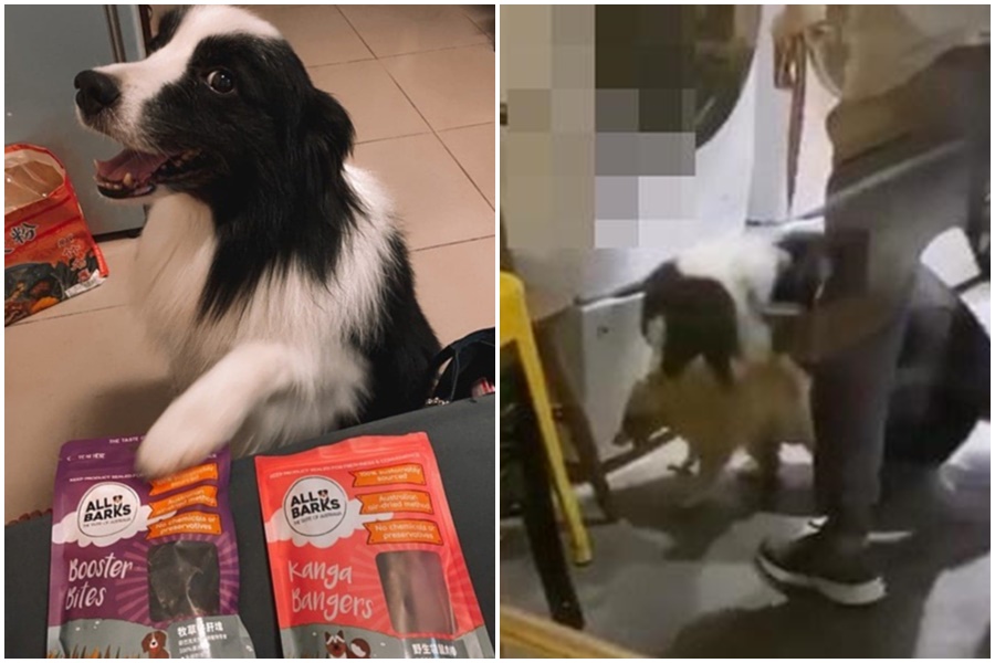 被迫咬小浣熊的邊境牧養犬近況曝光。（合成圖：翻攝自顏紘頤律師的綠紫黃三色書房、爆料者臉書）