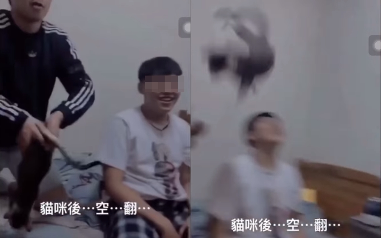 日前中華大學的3名學生開心地將貓咪拋甩空中,讓網友相當憤怒。(翻攝自貓咪也瘋狂臉書社團)