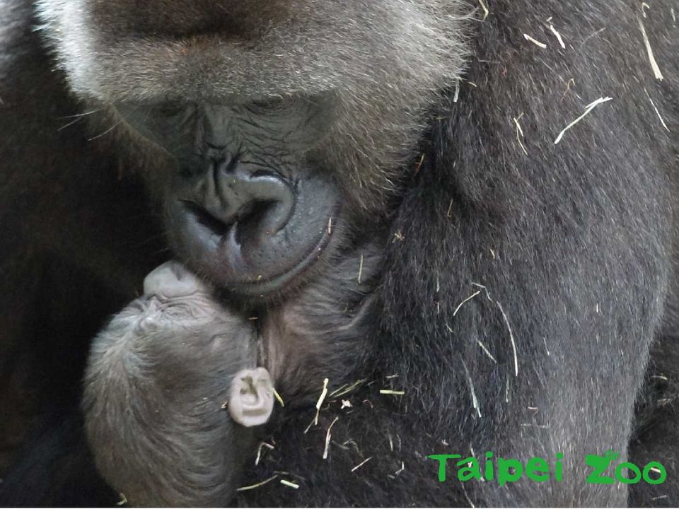 台北市立動物園金剛猩猩順利產子。（翻攝自Taipei Zoo 臺北市立動物園粉絲專頁）