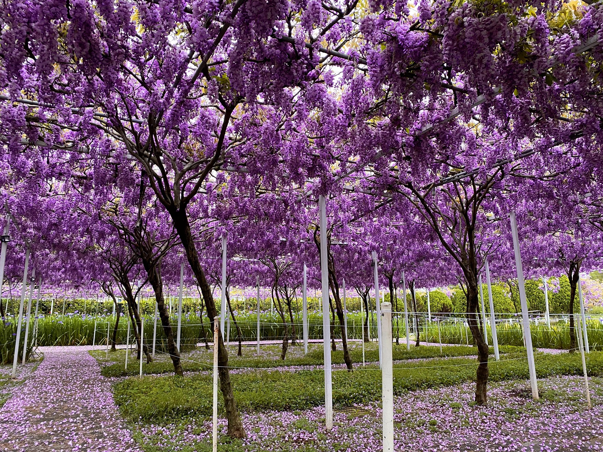 全台最大的紫藤花園因連年虧損，明年春季將會是最後一次開放。（翻攝自自紫藤咖啡園臉書）