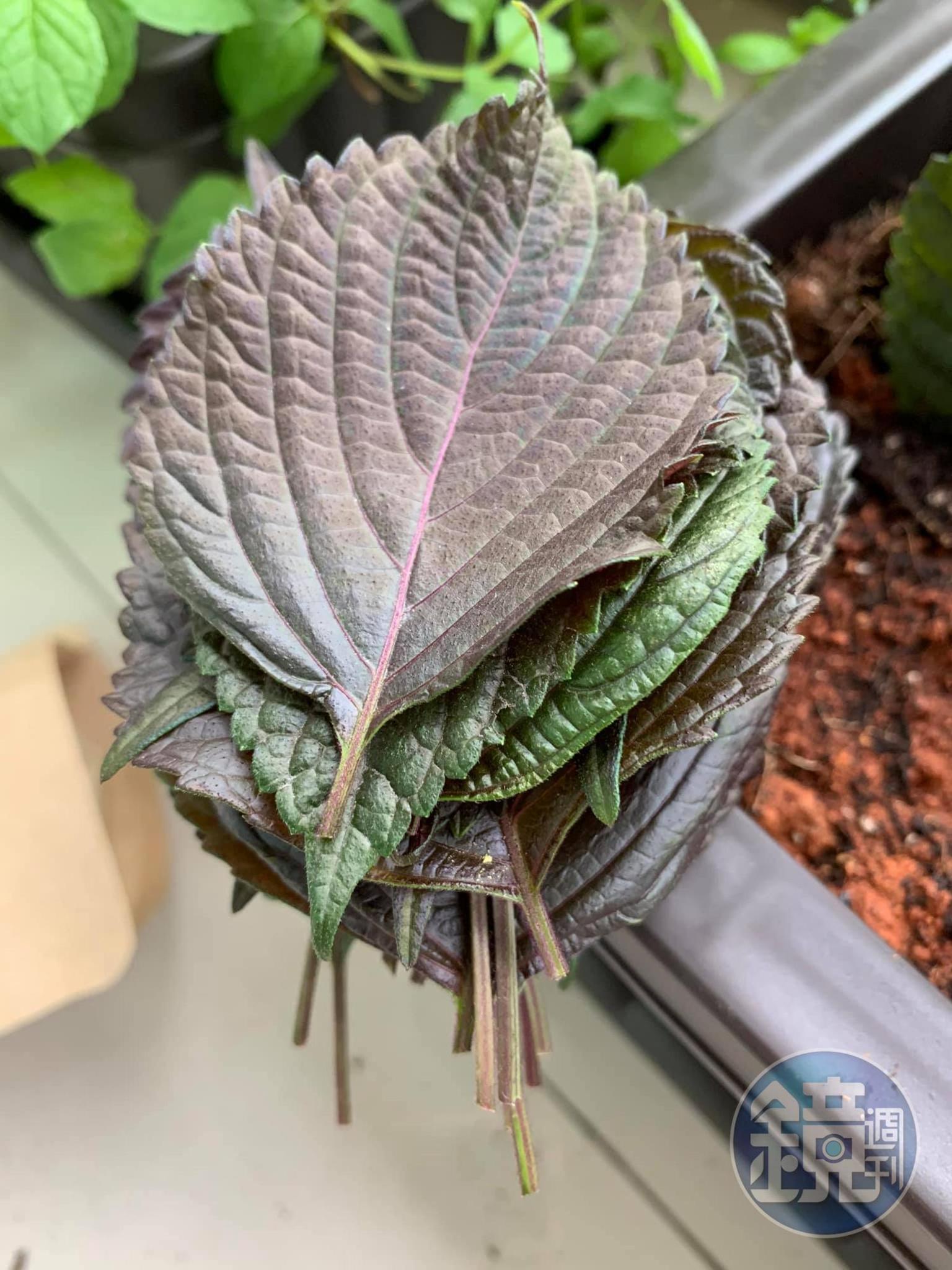 摘下新鮮紫蘇備用。