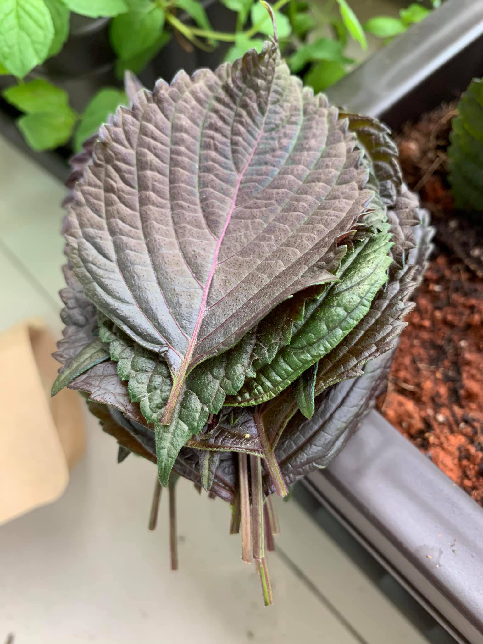 摘下新鮮紫蘇備用。