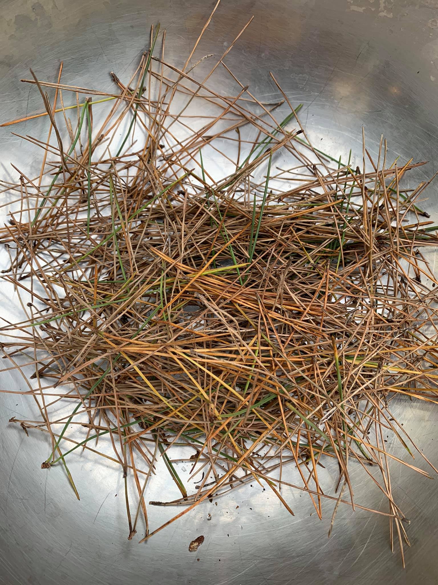 採集松針備用。