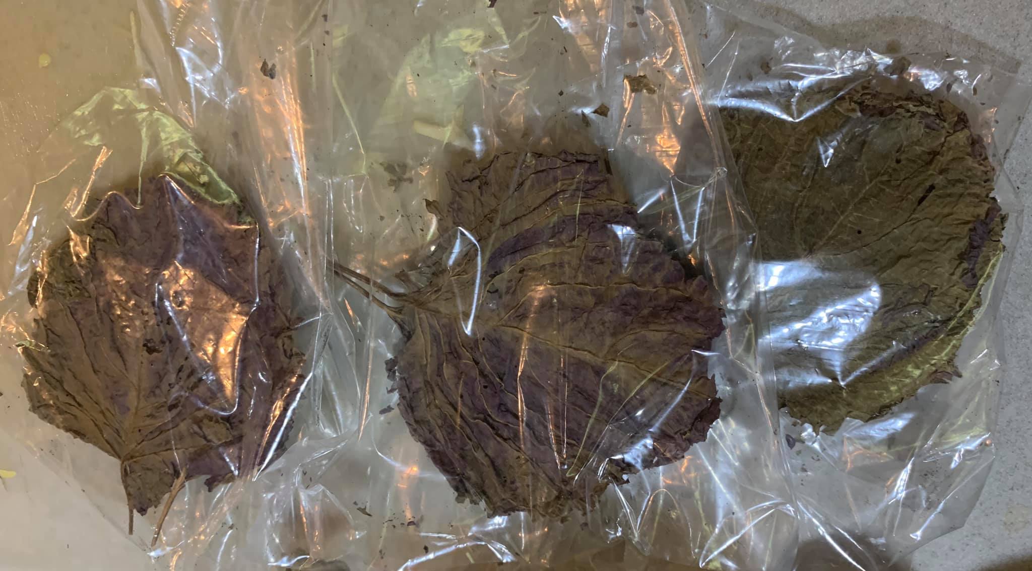 今天也準備了乾燥紫蘇。