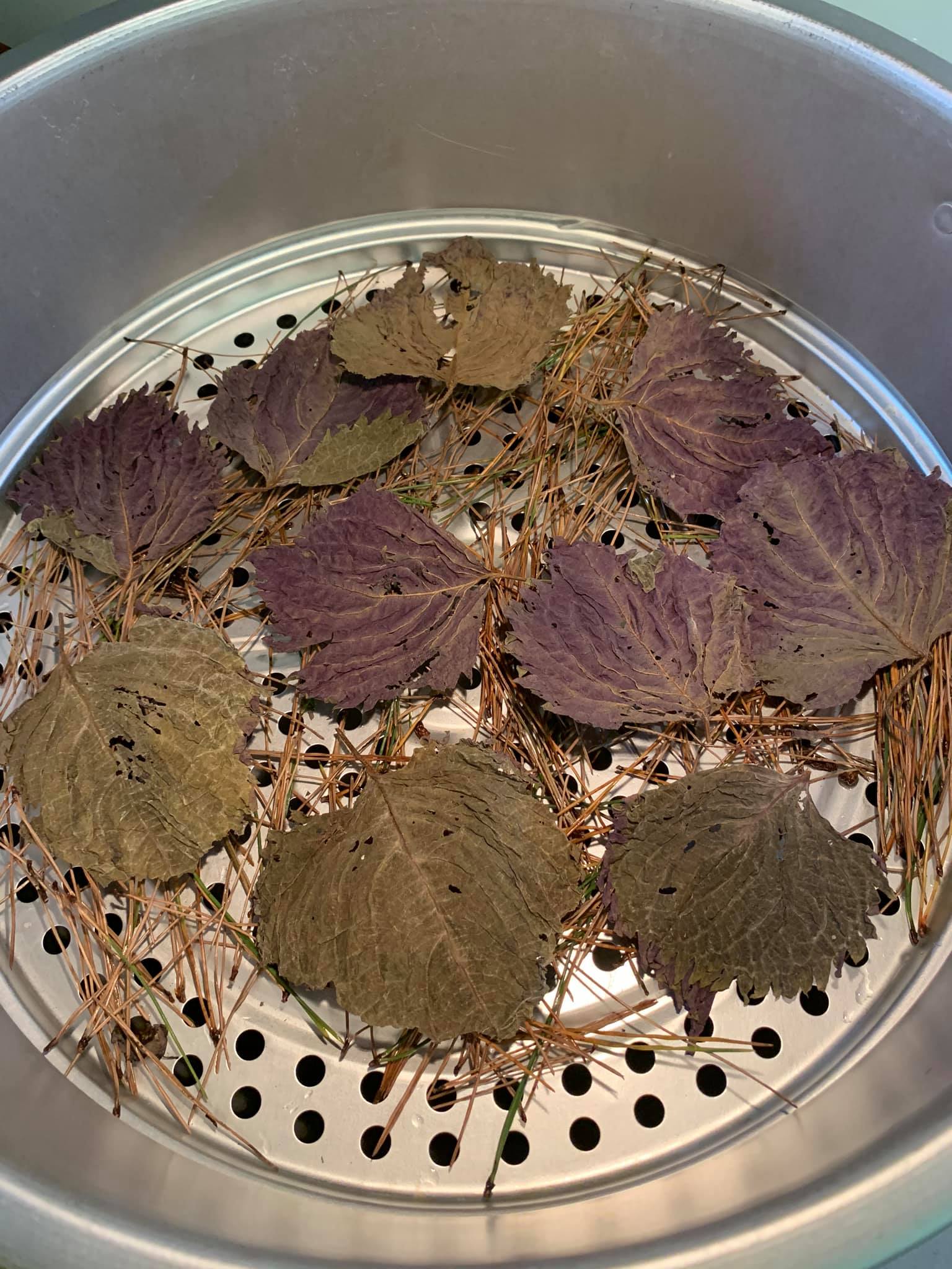 再鋪上乾燥紫蘇葉。