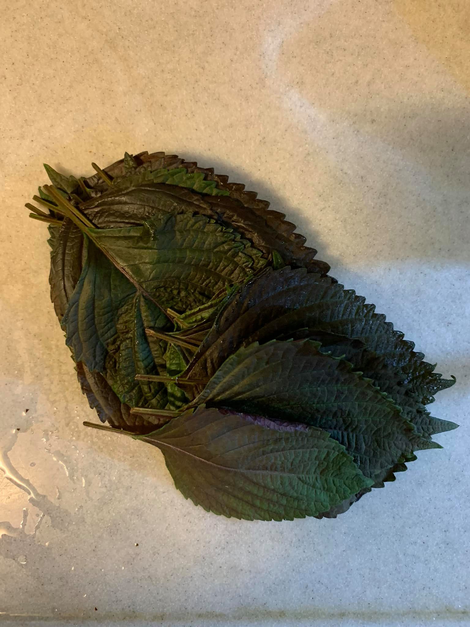 新鮮紫蘇洗淨。