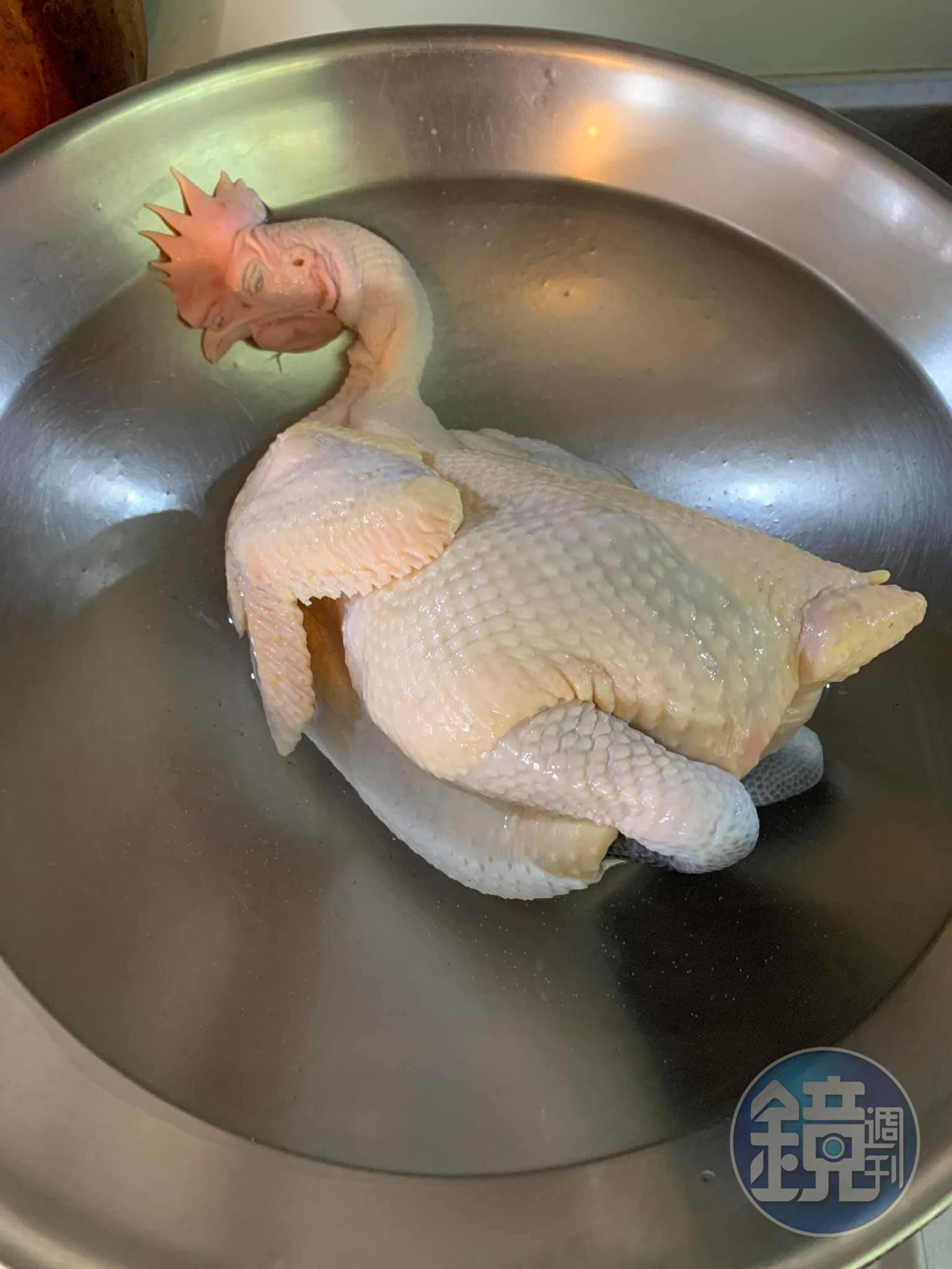 汆燙土雞。