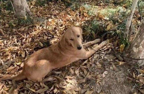 一隻名叫「平安」的黃金獵犬,花了半個月獨自走了100多公里回家。(翻攝微博)