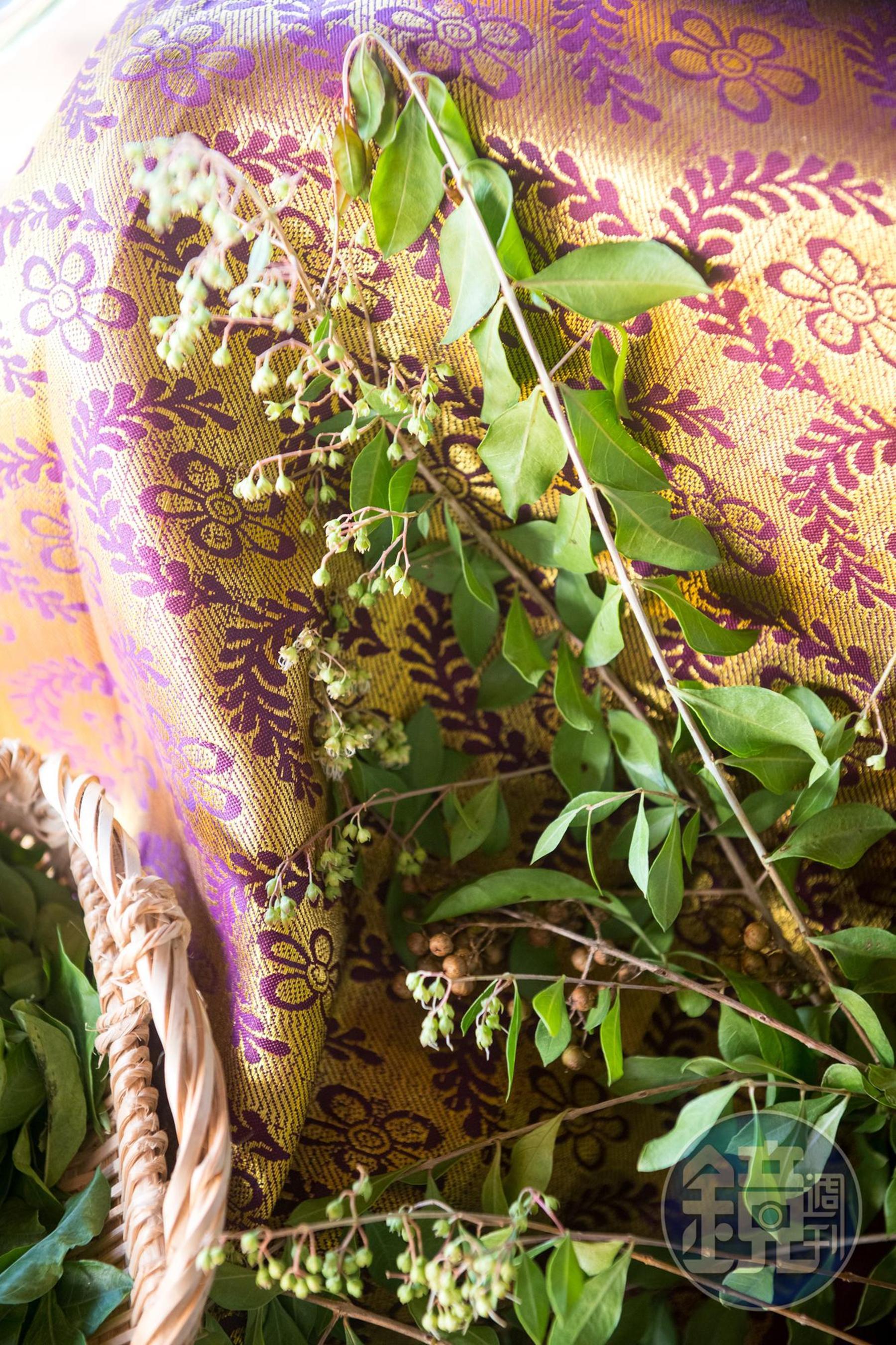 又稱指甲花的台灣鳳仙花，可以當作染料，早期農村小孩會拿來塗嘴唇當口紅。